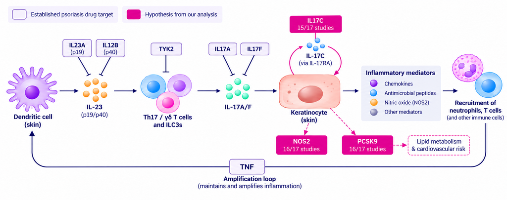 Diagram of the IL-23 and IL-17 inflammatory pathway in psoriasis, showing established drug targets and potential research roles for NOS2, PCSK9 and IL17C.